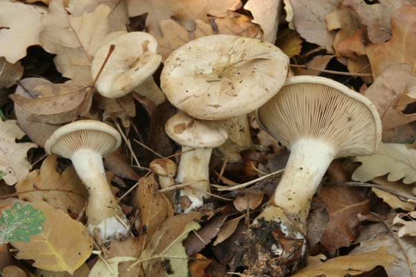 Clitocybe geotropa  a confronto - Fungo siciliano 01